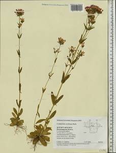 Centaurium erythraea, Eastern Europe, Central region (E4) (Russia)