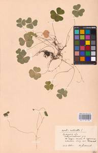 Oxalis acetosella L., Eastern Europe, Western region (E3) (Russia)