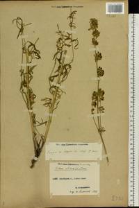 Silene sibirica (L.) Pers., Eastern Europe, Middle Volga region (E8) (Russia)