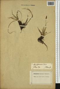 Carex caryophyllea Latourr., Western Europe (EUR) (Germany)