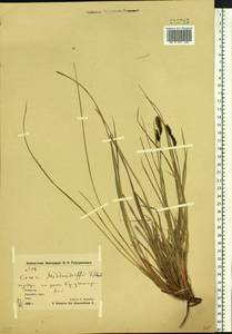 Carex middendorffii F.Schmidt, Siberia, Chukotka & Kamchatka (S7) (Russia)