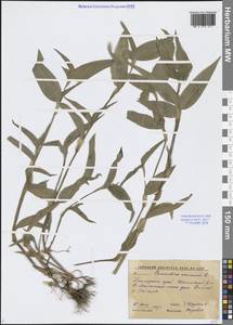 Commelina communis L., Siberia, Russian Far East (S6) (Russia)