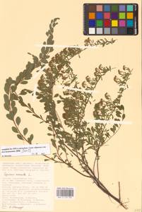 Spiraea crenata L., Eastern Europe, Lower Volga region (E9) (Russia)