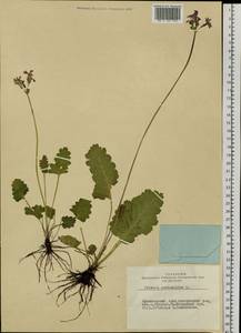 Primula cortusoides L., Siberia, Altai & Sayany Mountains (S2) (Russia)