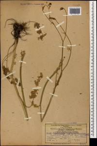 Gasparinia peucedanoides (M. Bieb.) Thell., Caucasus, Armenia (K5) (Armenia)