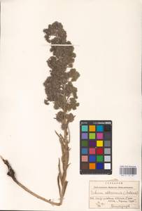 MHA 0 153 851, Echium italicum subsp. biebersteinii (Lacaita) Greuter & Burdet, Eastern Europe, West Ukrainian region (E13) (Ukraine)
