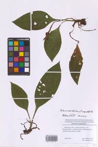 Pulmonaria × notha A.Kern., Eastern Europe, Moscow region (E4a) (Russia)