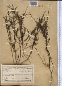 Suaeda corniculata (C. A. Mey.) Bunge, Middle Asia, Muyunkumy, Balkhash & Betpak-Dala (M9) (Kazakhstan)