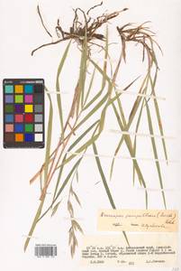 Bromus pumpellianus Scribn., Siberia, Russian Far East (S6) (Russia)