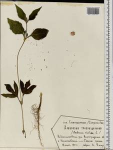 Ambrosia trifida L., Eastern Europe, Lower Volga region (E9) (Russia)