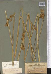 Juncus inflexus subsp. brachytepalus (Trautv. ex V.I.Krecz. & Gontsch.) Novikov, Middle Asia, Northern & Central Tian Shan (M4) (Kazakhstan)