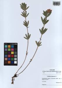KUZ 000 854, Trifolium lupinaster L., Siberia, Altai & Sayany Mountains (S2) (Russia)