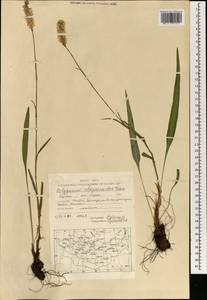 Bistorta alopecuroides (Turcz. ex Kom.) Nakai, Mongolia (MONG) (Mongolia)