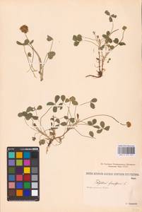 Trifolium fragiferum L., Eastern Europe, Lower Volga region (E9) (Russia)