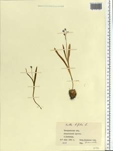Scilla bifolia L., Eastern Europe, West Ukrainian region (E13) (Ukraine)