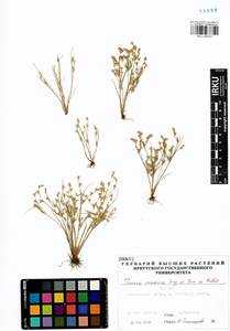 Juncus ranarius Songeon & E. P. Perrier, Siberia, Baikal & Transbaikal region (S4) (Russia)