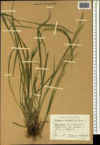 Achnatherum virescens (Trin.) Banfi, Galasso & Bartolucci, Caucasus, Stavropol Krai, Karachay-Cherkessia & Kabardino-Balkaria (K1b) (Russia)