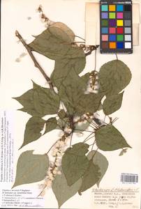 Populus tremuloides Michx., Eastern Europe, Moscow region (E4a) (Russia)