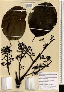Polyscias fraxinifolia (Baker) R.Vig., Africa (AFR) (Madagascar)