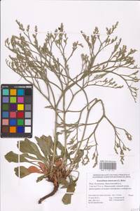 Goniolimon tataricum (L.) Boiss., Eastern Europe, Lower Volga region (E9) (Russia)