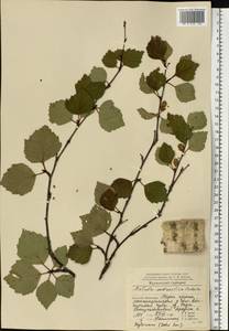 Betula pubescens var. pubescens, Eastern Europe, Northern region (E1) (Russia)