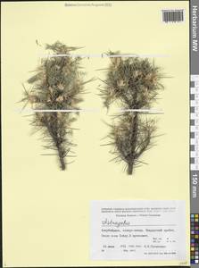 Astragalus, Caucasus, Azerbaijan (K6) (Azerbaijan)