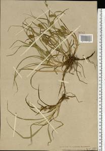 Carex hirta L., Eastern Europe, Central forest region (E5) (Russia)