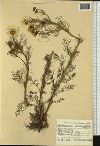 Tripleurospermum hookeri Sch. Bip., Siberia, Western Siberia (S1) (Russia)