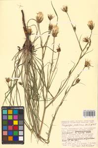 Tragopogon podolicus Besser ex DC., Eastern Europe, Central forest-and-steppe region (E6) (Russia)