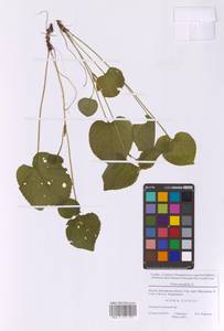 Viola mirabilis L., Eastern Europe, Moscow region (E4a) (Russia)