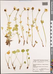 Ranunculus sulphureus Sol., Siberia, Central Siberia (S3) (Russia)