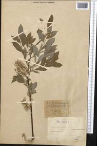 Salix iliensis Regel, Middle Asia, Muyunkumy, Balkhash & Betpak-Dala (M9) (Kazakhstan)