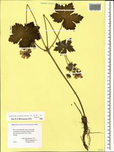 Geranium platypetalum Fisch. & C.A. Mey., Caucasus, South Ossetia (K4b) (South Ossetia)