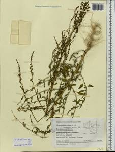 Chenopodium striatiforme Murr, Eastern Europe, Central region (E4) (Russia)