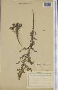 Artemisia maritima L., Western Europe (EUR)