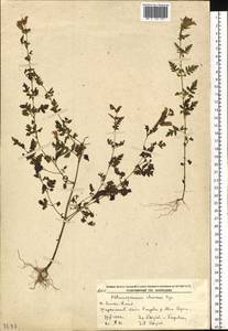 Phtheirospermum japonicum (Thunb.) Kanitz, Siberia, Russian Far East (S6) (Russia)