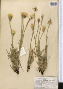 Leontodon asperrimus (Willd.) Boiss. ex Ball, Middle Asia, Kopet Dag, Badkhyz, Small & Great Balkhan (M1) (Turkmenistan)