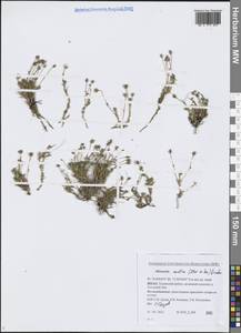 Cherleria arctica (Steven ex Ser.) A.J.Moore & Dillenb., Siberia, Western Siberia (S1) (Russia)
