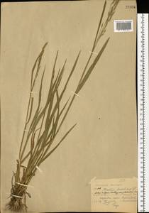 Bromus secalinus L., Eastern Europe, Central region (E4) (Russia)