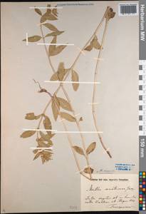 Mentha arvensis L., Siberia, Baikal & Transbaikal region (S4) (Russia)