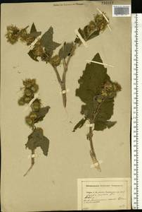 Arctium minus (Hill) Bernh., Eastern Europe, Central region (E4) (Russia)