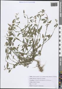 Atriplex patula L., Africa (AFR) (Tunisia)