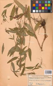 Epilobium parviflorum × roseum, Eastern Europe, Moscow region (E4a) (Russia)