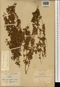 Rumex paulsenianus Rech. fil., South Asia, South Asia (Asia outside ex-Soviet states and Mongolia) (ASIA) (China)