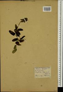Betonica officinalis L., Caucasus, Armenia (K5) (Armenia)
