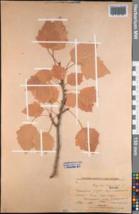 Populus tremula L., Middle Asia, Northern & Central Kazakhstan (M10) (Kazakhstan)