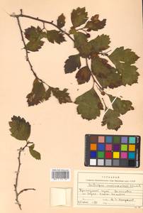 Crataegus maximowiczii C. K. Schneid., Siberia, Russian Far East (S6) (Russia)