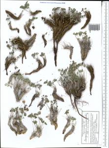 Paraquilegia anemonoides (Willd.) Engl. ex Ulbr., Middle Asia, Pamir & Pamiro-Alai (M2) (Kyrgyzstan)