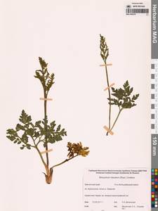 Sceptridium robustum (Rupr.) Lyon, Siberia, Chukotka & Kamchatka (S7) (Russia)