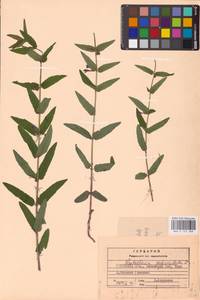 MHA 0 155 388, Scutellaria galericulata L., Eastern Europe, Central region (E4) (Russia)